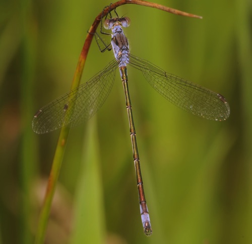 Male
13 July 2013. SK, CAN